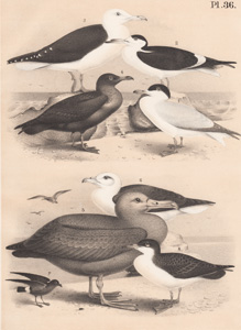 The Caspian Tern, The Black Skimmer, The Great Black-backed Gull, The Common Skua, The Sooty Black Albatross, The Fulmar Petrel, The Common Storm Petrel, Mank's Shearwater